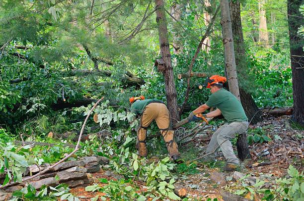 Best Storm Damage Tree Cleanup  in Bonneau Beach, SC